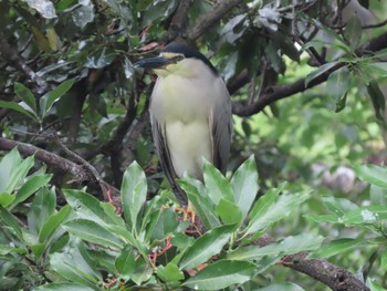 Black-crowned Night Heron 横十間川親水公園・仙台堀川公園（東京都江東区） Fri, 6/24/2022