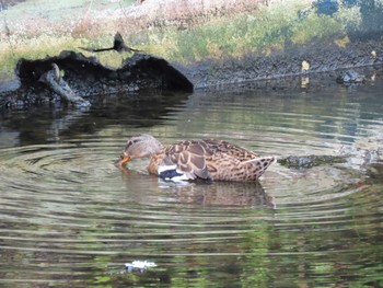 マガモ 横十間川親水公園・仙台堀川公園（東京都江東区） 2022年6月24日(金)