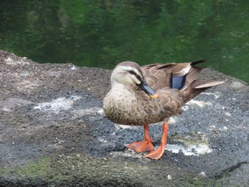 Eastern Spot-billed Duck 横十間川親水公園・仙台堀川公園（東京都江東区） Fri, 6/24/2022