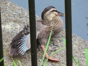 Eastern Spot-billed Duck 横十間川親水公園・仙台堀川公園（東京都江東区） Fri, 6/24/2022