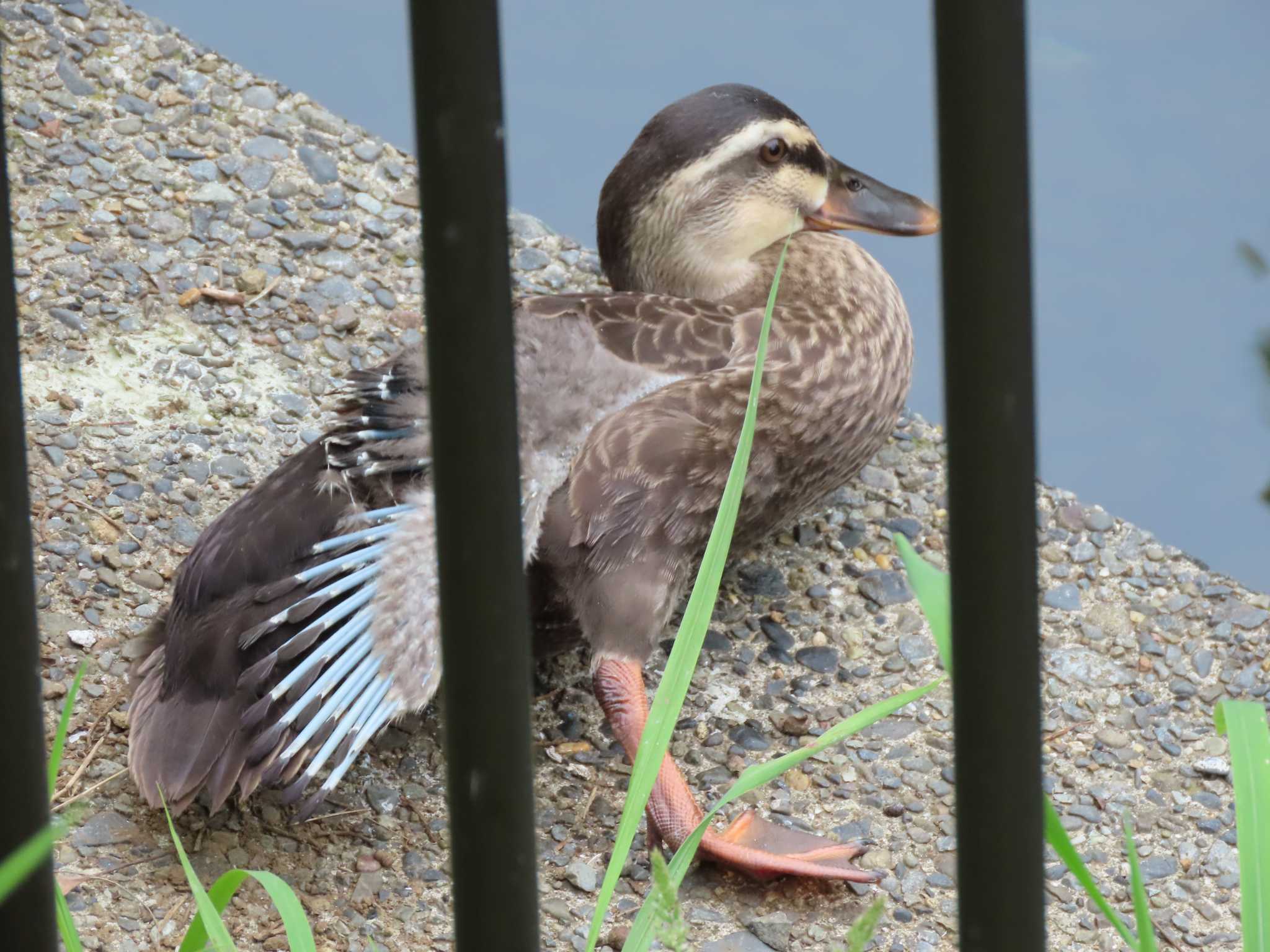 Eastern Spot-billed Duck