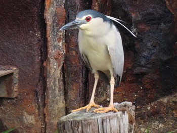 Black-crowned Night Heron 横十間川親水公園・仙台堀川公園（東京都江東区） Fri, 6/24/2022