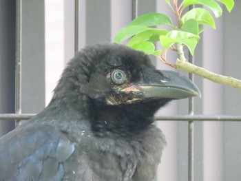 ハシブトガラス 横十間川親水公園・仙台堀川公園（東京都江東区） 2022年6月24日(金)