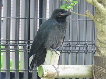 ハシブトガラス 横十間川親水公園・仙台堀川公園（東京都江東区） 2022年6月24日(金)