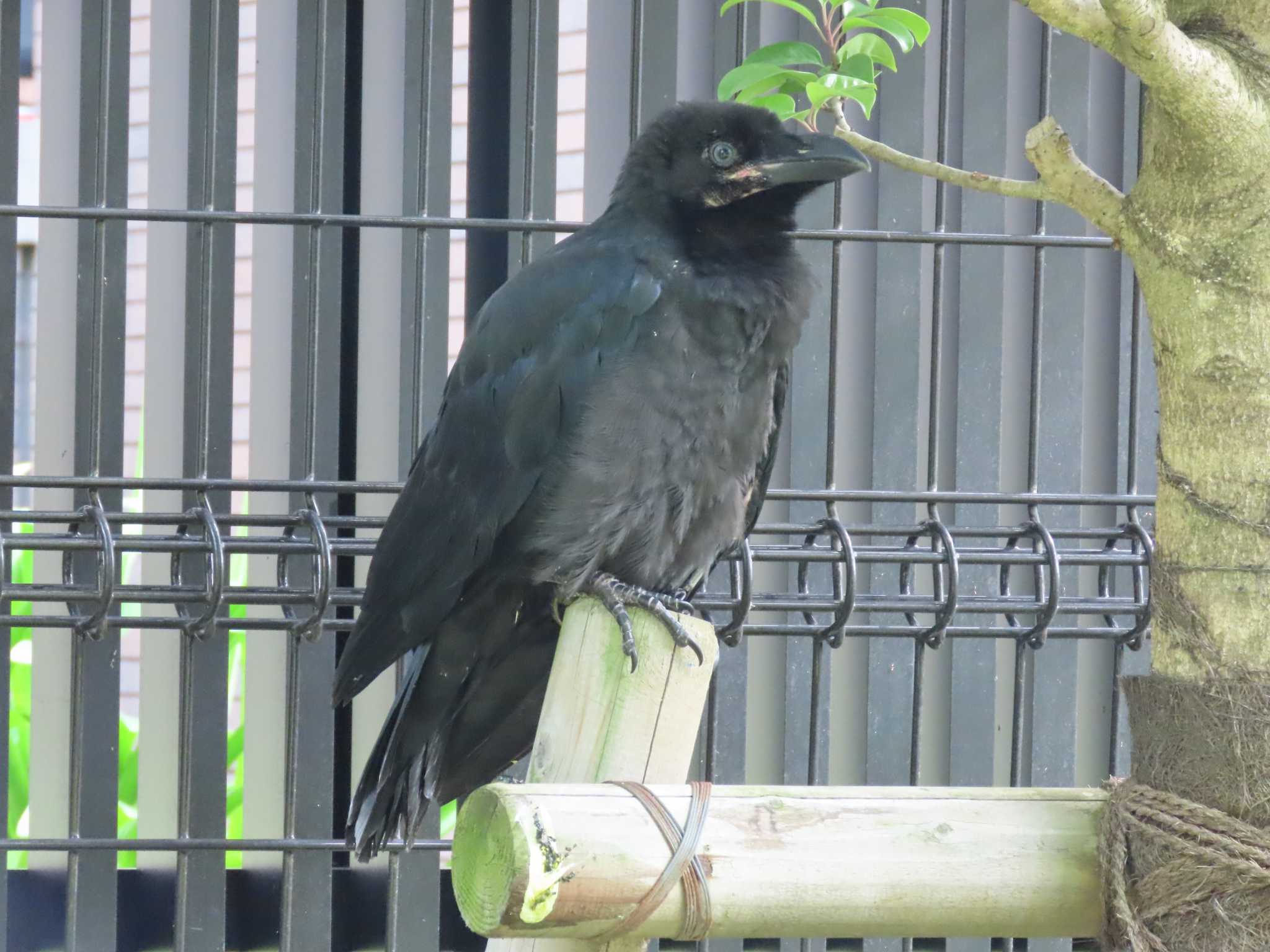 Photo of Large-billed Crow at 横十間川親水公園・仙台堀川公園（東京都江東区） by のぐち