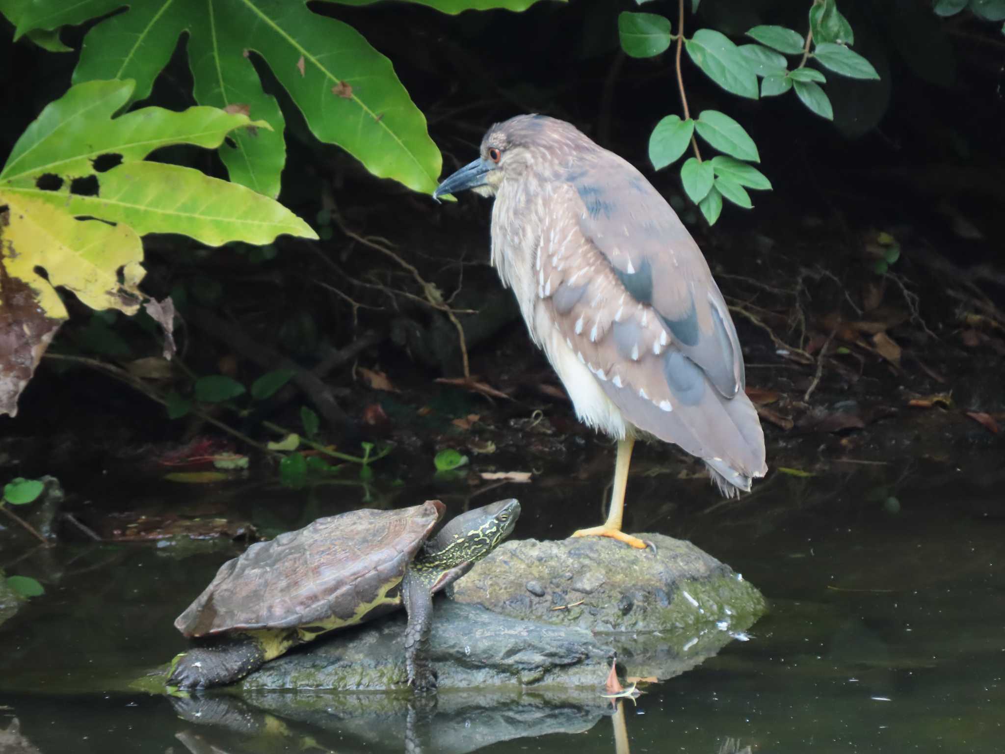 Black-crowned Night Heron