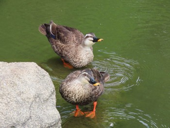 カルガモ 横十間川親水公園・仙台堀川公園（東京都江東区） 2022年6月24日(金)