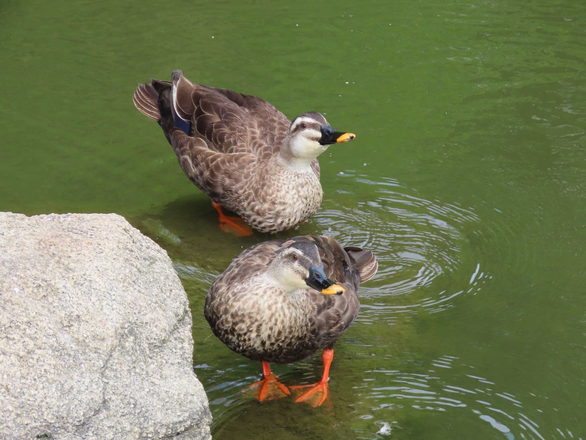 Photo of Eastern Spot-billed Duck at 横十間川親水公園・仙台堀川公園（東京都江東区） by のぐち