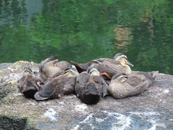 Eastern Spot-billed Duck 横十間川親水公園・仙台堀川公園（東京都江東区） Fri, 6/24/2022