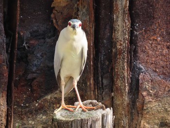 Black-crowned Night Heron 横十間川親水公園・仙台堀川公園（東京都江東区） Fri, 6/24/2022