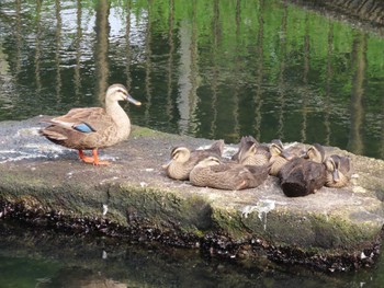 Eastern Spot-billed Duck 横十間川親水公園・仙台堀川公園（東京都江東区） Fri, 6/24/2022