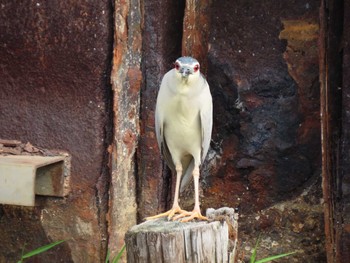 Black-crowned Night Heron 横十間川親水公園・仙台堀川公園（東京都江東区） Fri, 6/24/2022