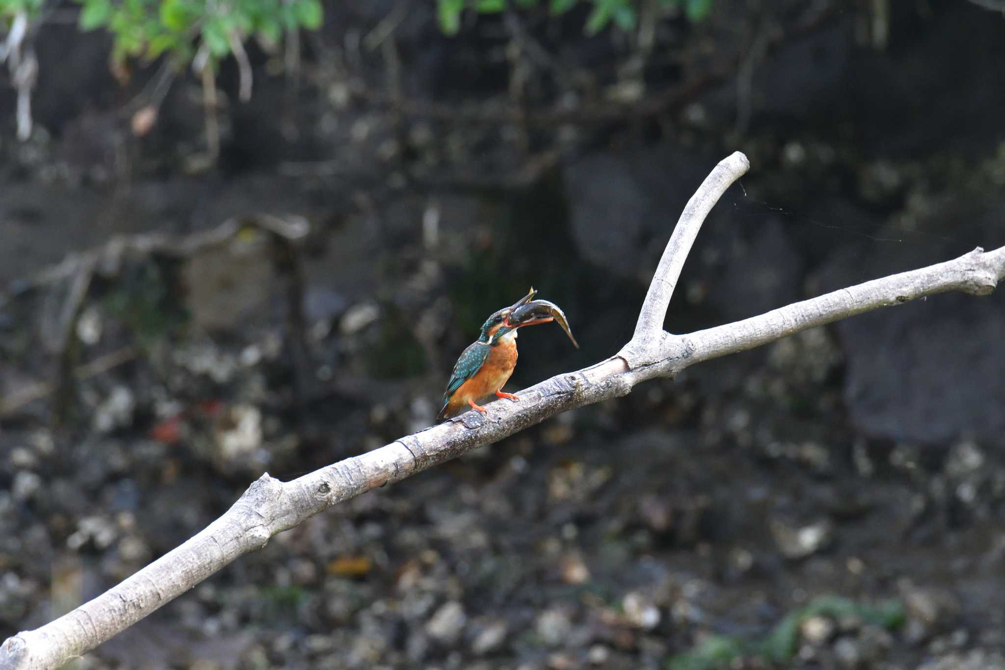 長浜公園 カワセミの写真 by やなさん