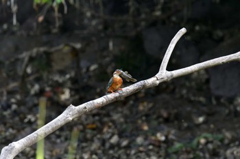 2022年6月24日(金) 長浜公園の野鳥観察記録