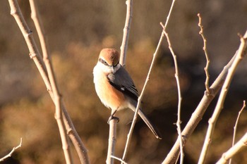 Bull-headed Shrike 野川  調布市 Thu, 2/11/2016