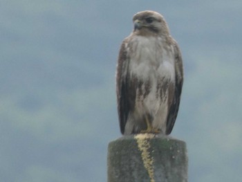 Eastern Buzzard 猪苗代湖 Sat, 6/18/2022