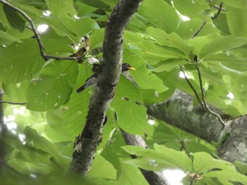 Japanese Thrush 猪苗代湖 Sat, 6/18/2022