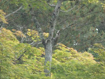 Japanese Green Woodpecker 猪苗代湖 Sat, 6/18/2022