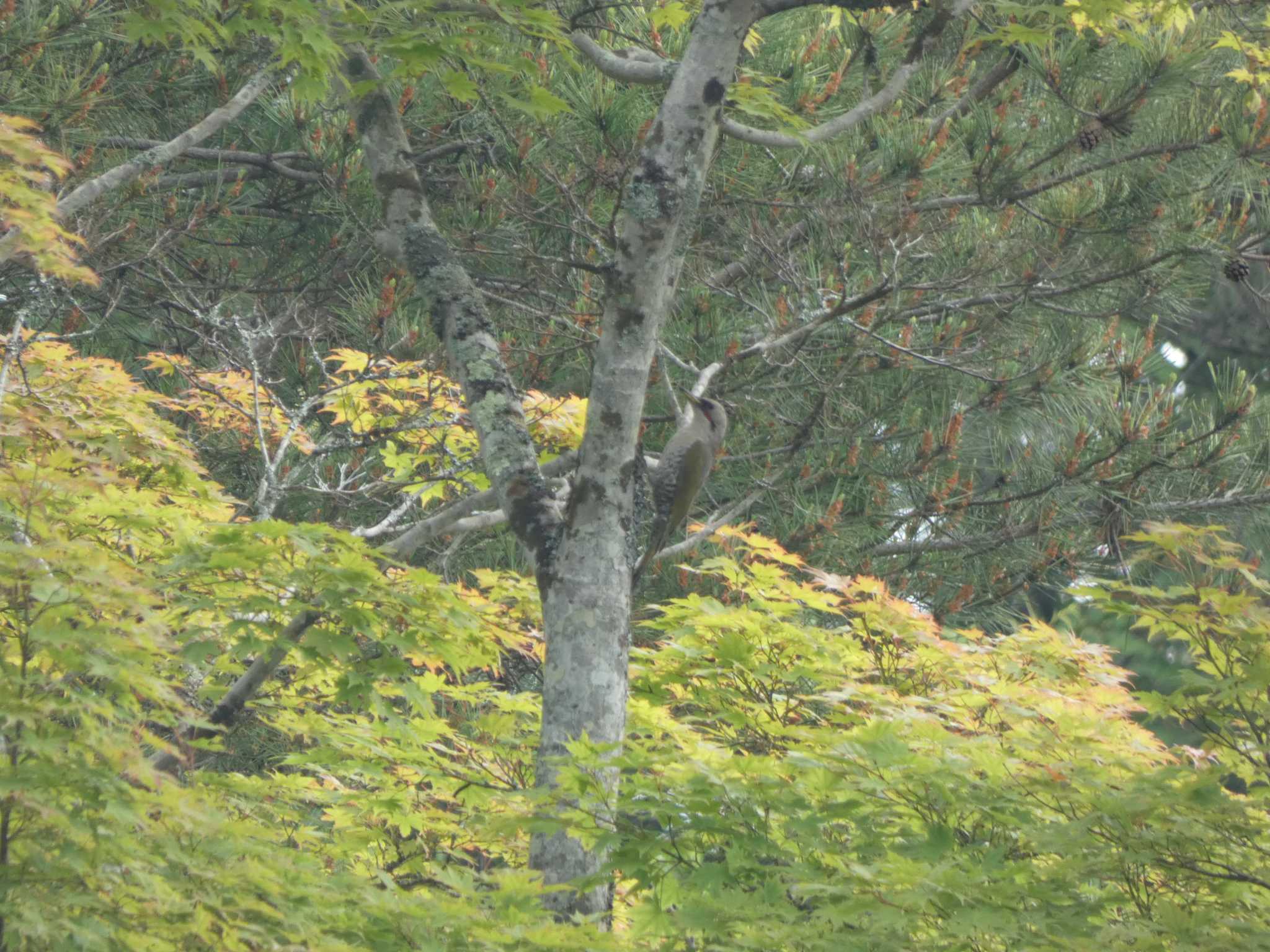 Japanese Green Woodpecker