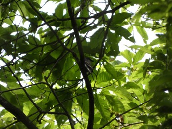 Ashy Minivet 猪苗代湖 Sat, 6/18/2022