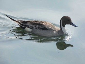 Northern Pintail 猪苗代湖 Sat, 6/18/2022