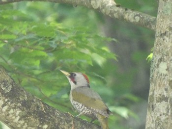 Sat, 6/18/2022 Birding report at 猪苗代湖