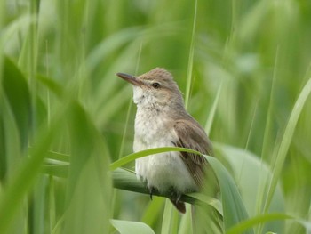 Oriental Reed Warbler 猪苗代湖 Sat, 6/18/2022