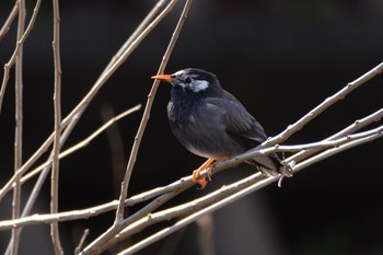 White-cheeked Starling 野川  調布市 Sun, 2/14/2016