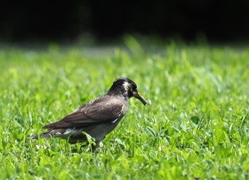 White-cheeked Starling 横浜市 Fri, 6/24/2022