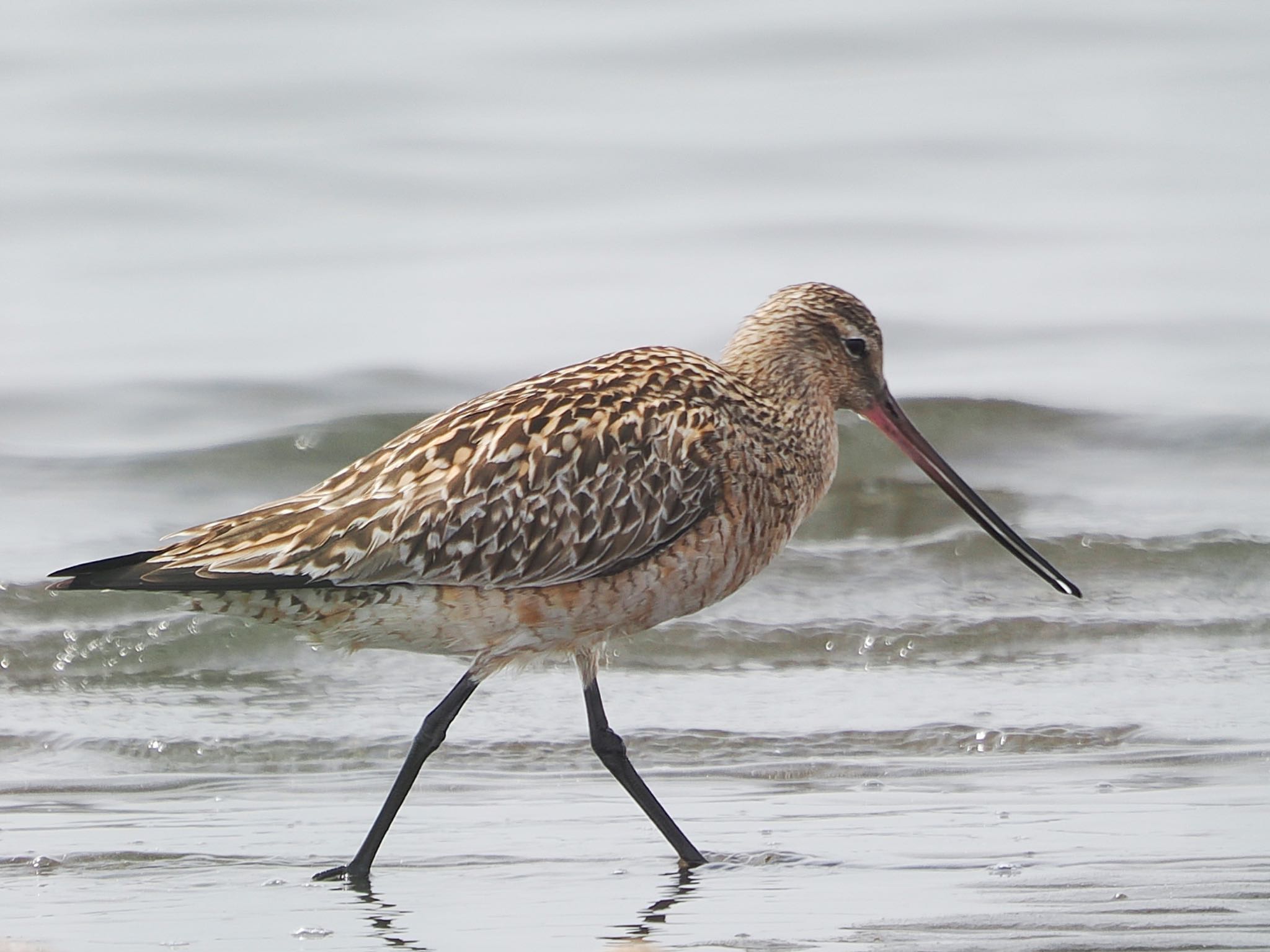 Bar-tailed Godwit