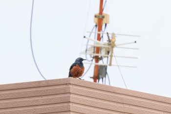 Blue Rock Thrush 各務原市 Fri, 6/24/2022