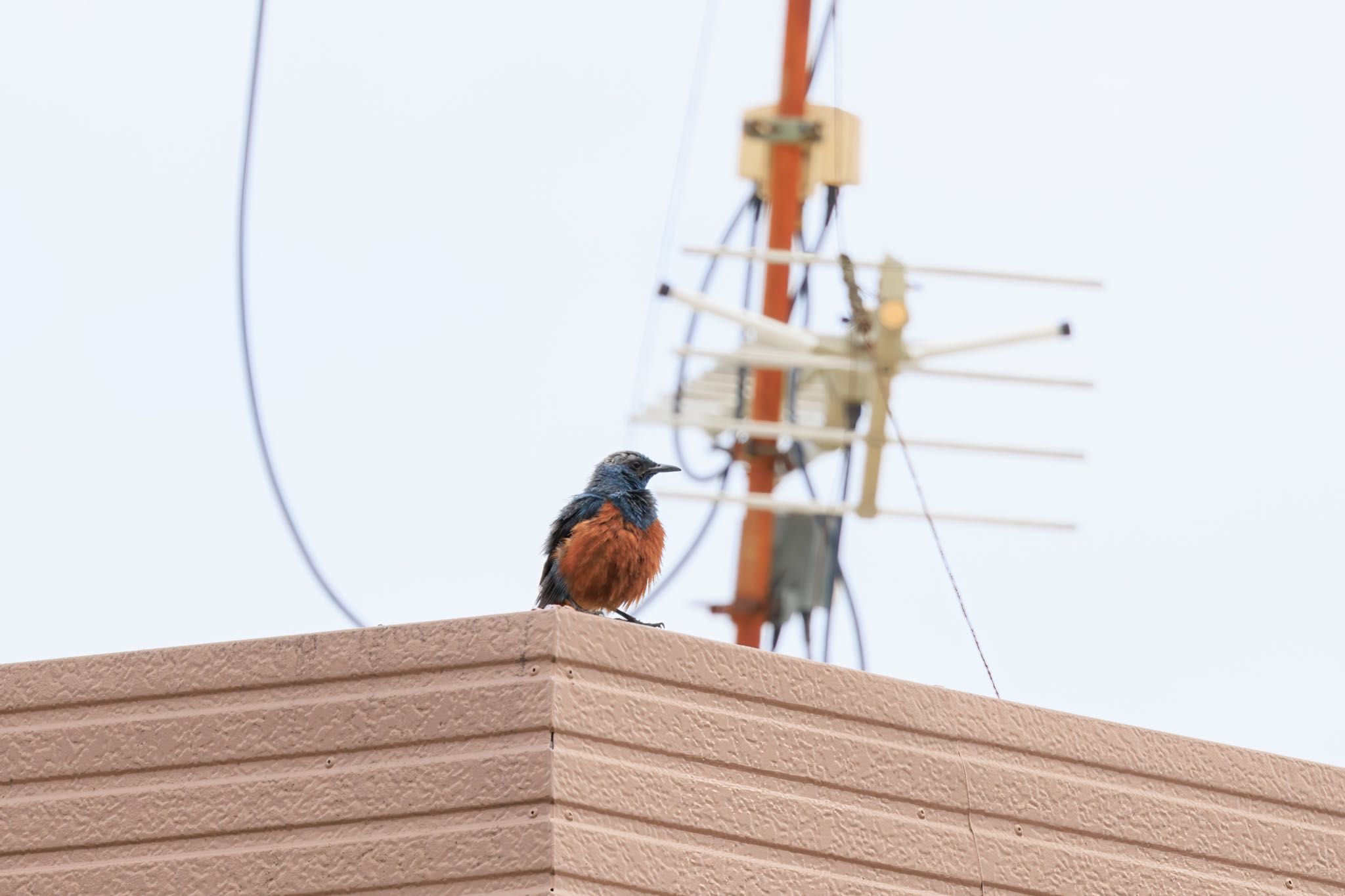 Photo of Blue Rock Thrush at 各務原市 by アカウント5104