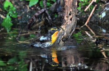 Narcissus Flycatcher Unknown Spots Wed, 6/22/2022