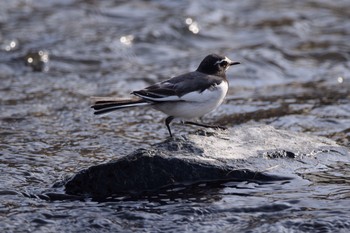 Japanese Wagtail 野川  調布市 Sun, 2/14/2016