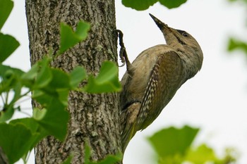 2022年6月24日(金) 福井緑地(札幌市西区)の野鳥観察記録