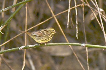 アオジ 青葉山公園 2017年12月23日(土)