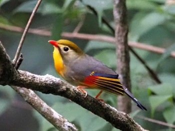 ソウシチョウ 摩耶山 2022年6月24日(金)