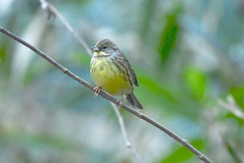 アオジ 青葉山公園 2017年12月23日(土)