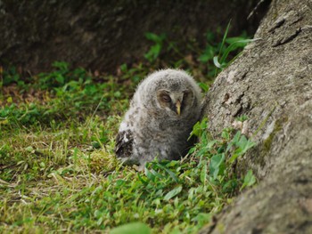 Ural Owl 野間大ケヤキ Sun, 5/8/2016