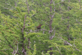 Japanese Accentor 富士山５合目 Sun, 6/19/2022