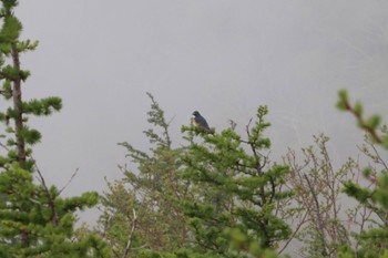 Red-flanked Bluetail 富士山５合目 Sun, 6/19/2022