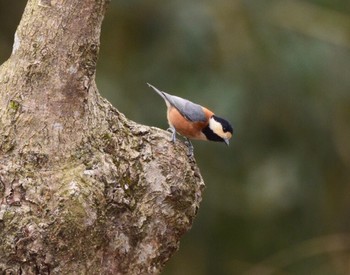 Varied Tit Aobayama Park Sun, 3/12/2017