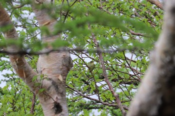 Japanese Leaf Warbler 富士山５合目 Sun, 6/19/2022