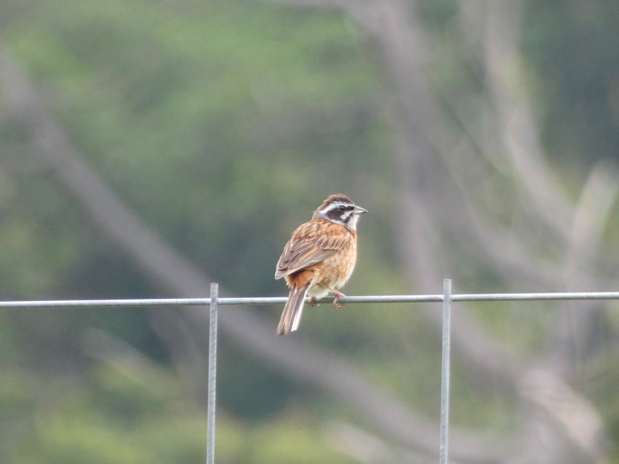 Photo of Meadow Bunting at 十里木高原 by monsuke