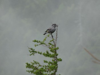 2022年6月19日(日) 富士山５合目の野鳥観察記録