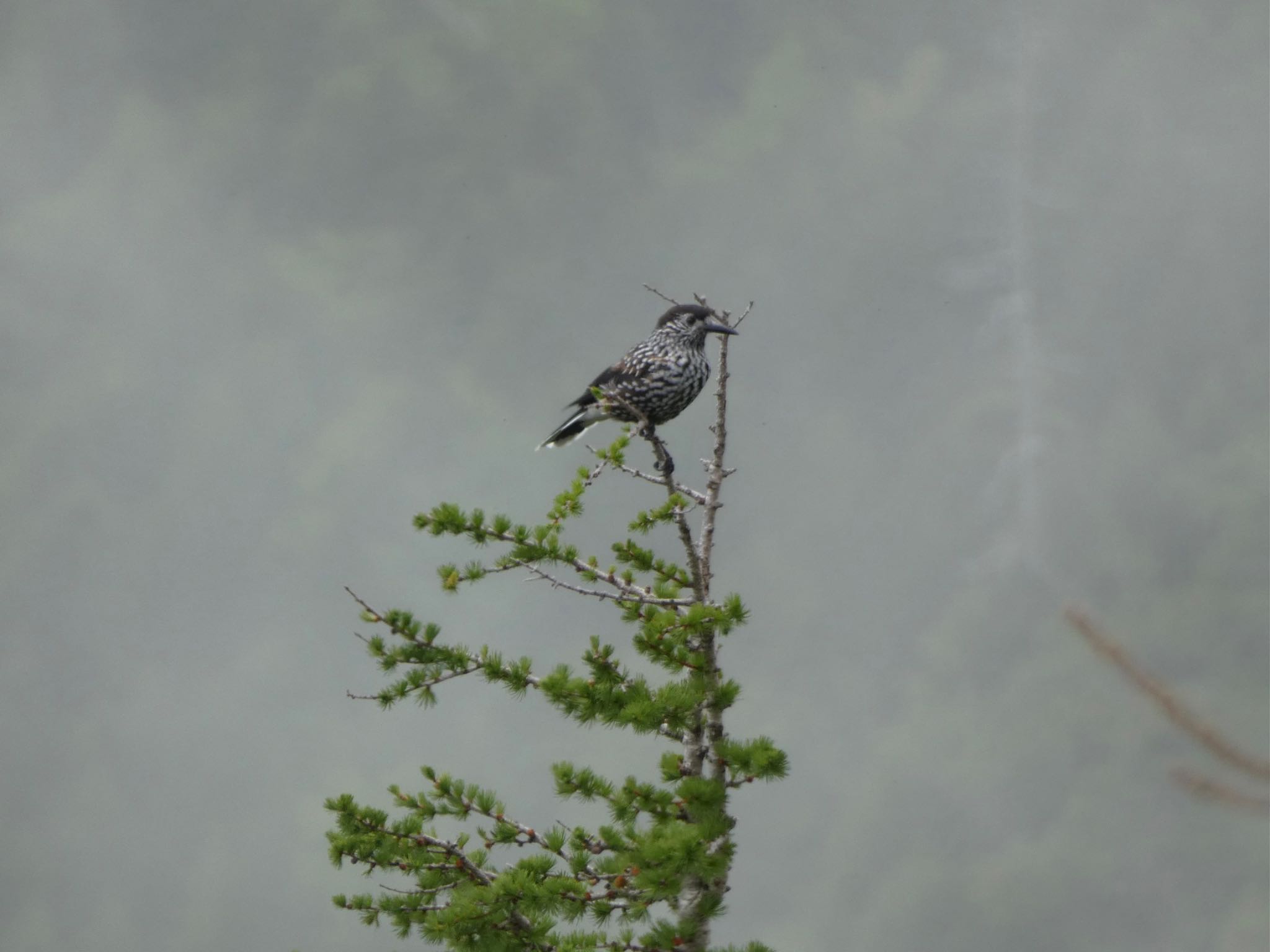 Photo of Spotted Nutcracker at 富士山５合目 by monsuke
