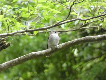 Asian Brown Flycatcher 十里木高原 Sat, 6/18/2022