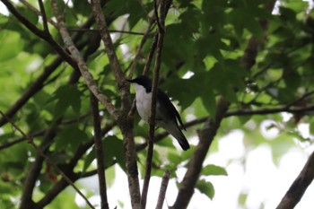 Siberian Blue Robin 富士山2合目下 Sat, 6/18/2022