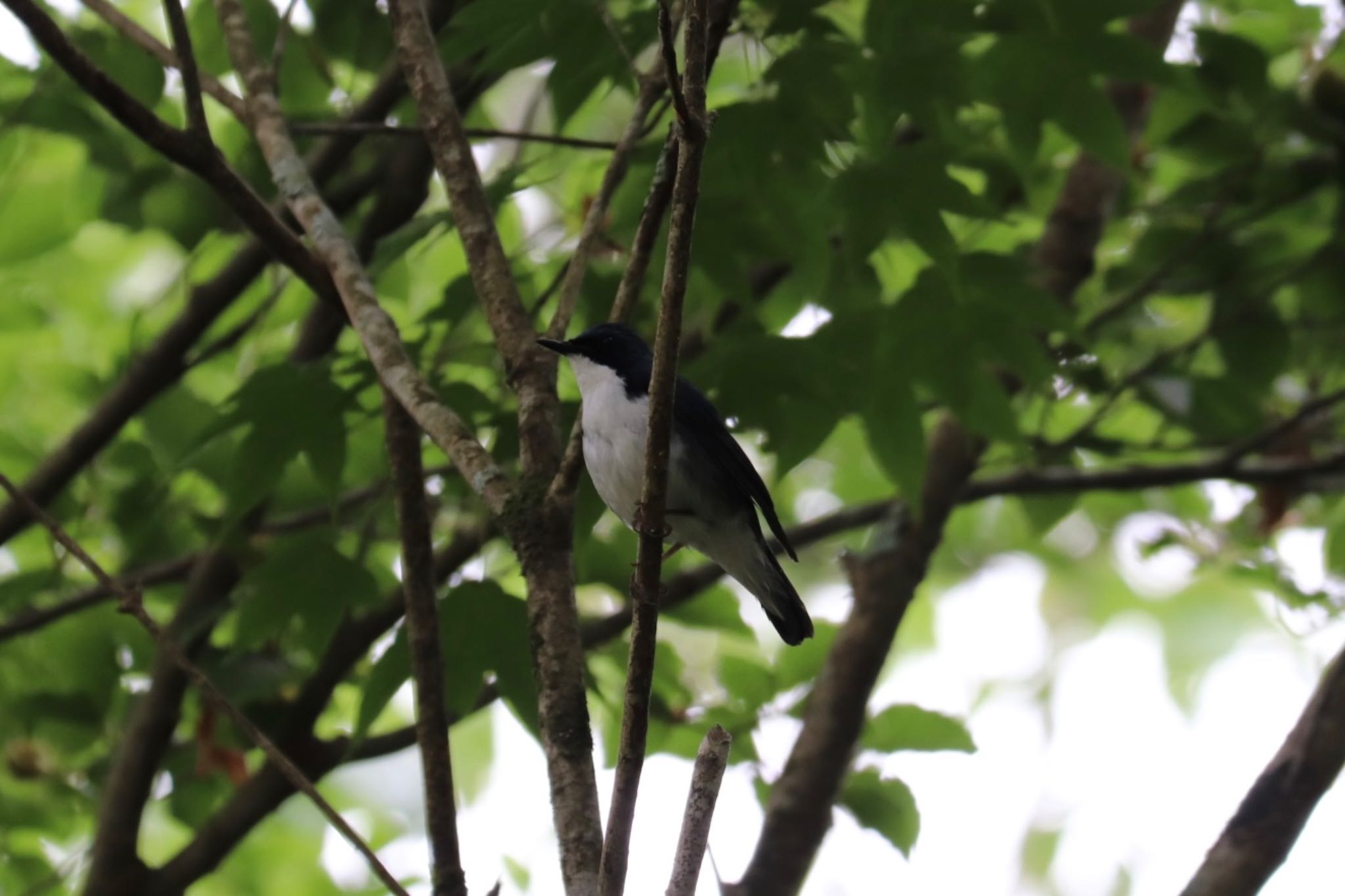 Photo of Siberian Blue Robin at 富士山2合目下 by monsuke