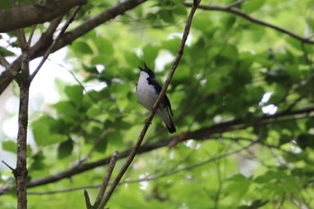 Sat, 6/18/2022 Birding report at 富士山2合目下